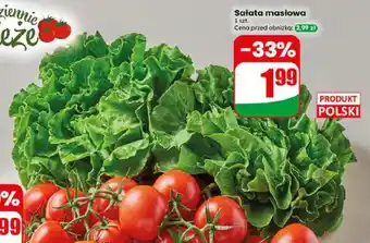 Dino Sałata masłowa oferta