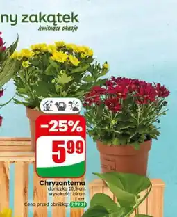 Dino Chryzantema doniczka 10,5 cm wysokość 20 cm oferta