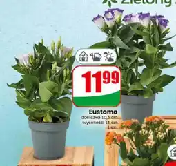 Dino Eustoma doniczkowa oferta
