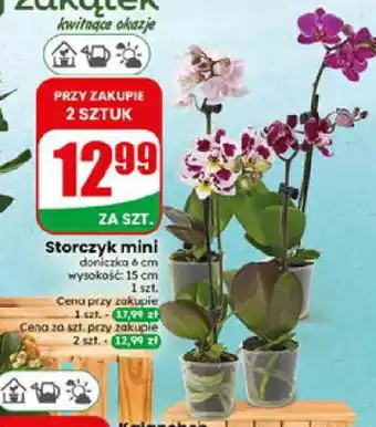 Dino Storczyk mini oferta