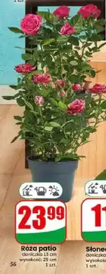 Dino Róża patio doniczka 13 cm wysokość 25 cm oferta