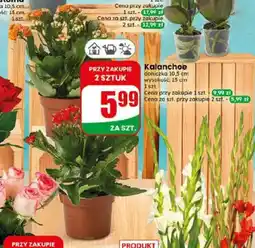Dino Kalanchoe doniczkowe oferta