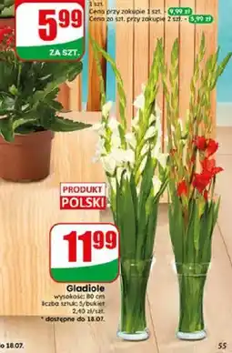 Dino Gladiole cięte bukiet oferta