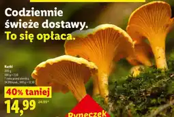 Lidl Kurki oferta