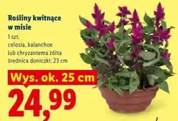 Lidl Rośliny kwitnące w misie oferta