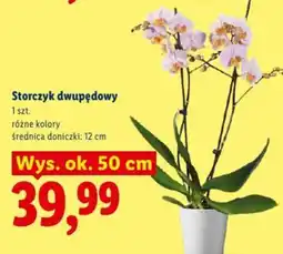 Lidl Storczyk dwupędowy oferta