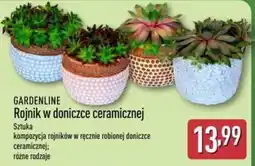 ALDI GARDENLINE Rojnik w doniczce ceramicznej oferta