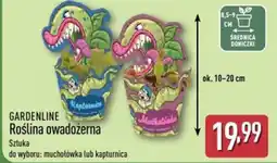ALDI Roślina owadożerna oferta
