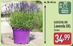 ALDI GARDENLINE Lawenda XXL oferta