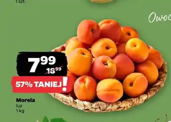 Netto Morela luz oferta