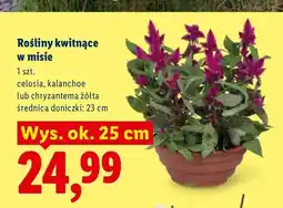 Lidl Rośliny kwitnące w misie Celosia oferta