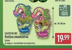 ALDI Roślina owadożerna Gardenline oferta