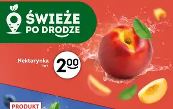 Żabka Nektarynka oferta