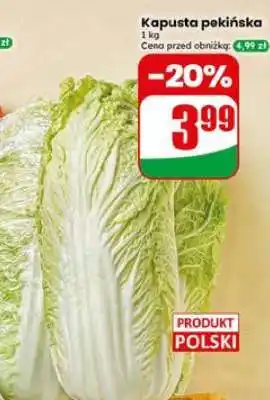 Dino Kapusta pekińska oferta