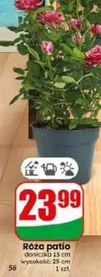 Dino Róża patio oferta
