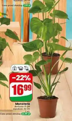 Dino Monstera oferta