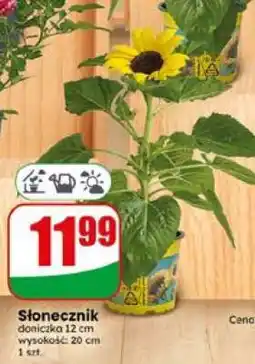 Dino Słonecznik oferta