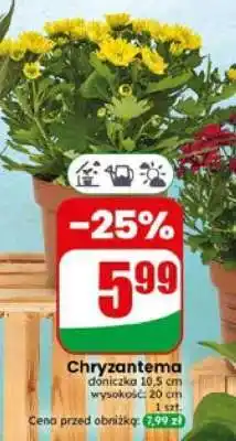 Dino Chryzantema oferta