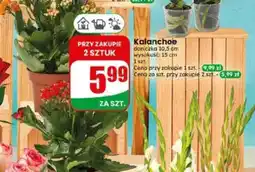 Dino Kalanchoe oferta