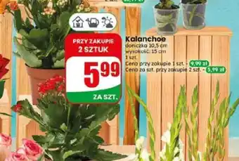 Dino Kalanchoe oferta