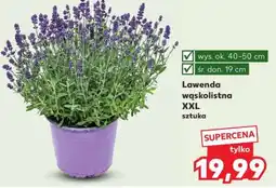 Kaufland Lawenda wąskolistna XXL sztuka oferta