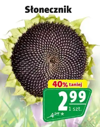 Prim Market Słonecznik oferta