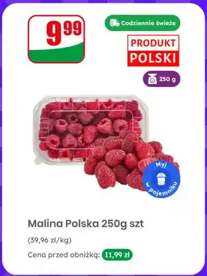 Dino Malina polska oferta