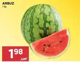 Stokrotka Arbuz oferta