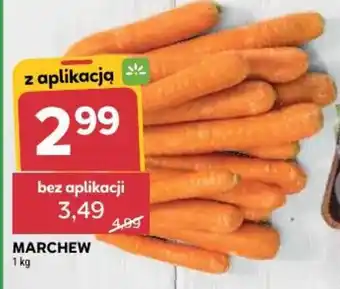 Stokrotka Marchew oferta