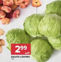 Stokrotka Sałata Lodowa oferta