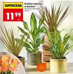 Biedronka Roślina zielona w donicy* oferta