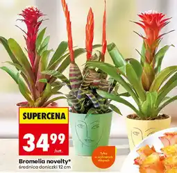 Biedronka Bromelia novelty* oferta