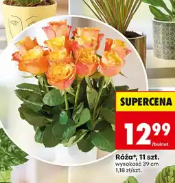 Biedronka Róża* oferta