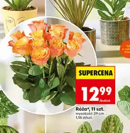 Biedronka Róża, 11 szt oferta