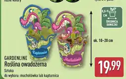 ALDI Roślina owadożerna oferta