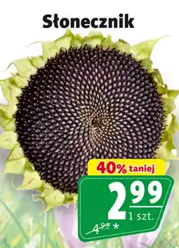 Prim Market Słonecznik S! oferta