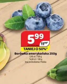 Delfin Borówka amerykańska oferta