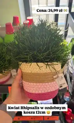 Biedronka Kwiat Rhipsalis w ozdobnym koszu Gardenic oferta
