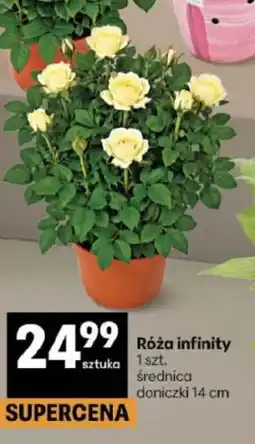 Delikatesy Centrum Róża infinity oferta