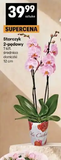Delikatesy Centrum Storczyk 2-pędowy oferta