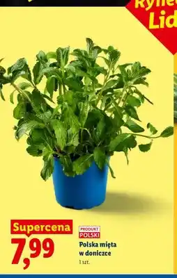 Lidl Mięta w doniczce polska oferta