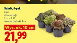 Lidl Rojnik 6-pak oferta