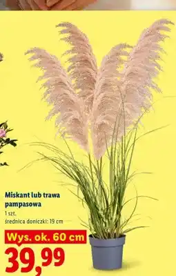 Lidl Miskant oferta