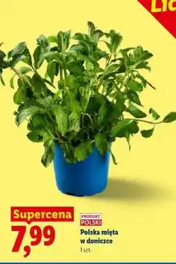 Lidl Polska mięta w doniczce oferta