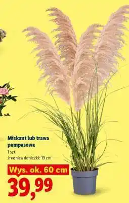 Lidl Miskant lub trawa pampasowa oferta