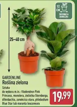 ALDI Roślina zielona oferta