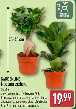 ALDI GARDENLINE Roślina zielona oferta