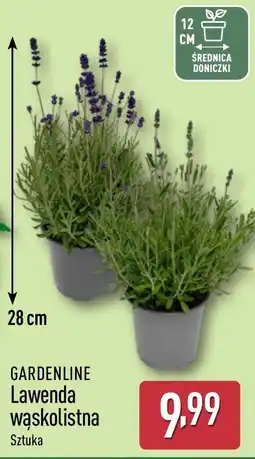 ALDI GARDENLINE Lawenda wąskolistna oferta