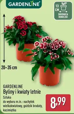 ALDI GARDENLINE Byliny i kwiaty letnie oferta