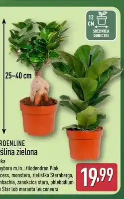 ALDI Roślina zielona Gardenline oferta